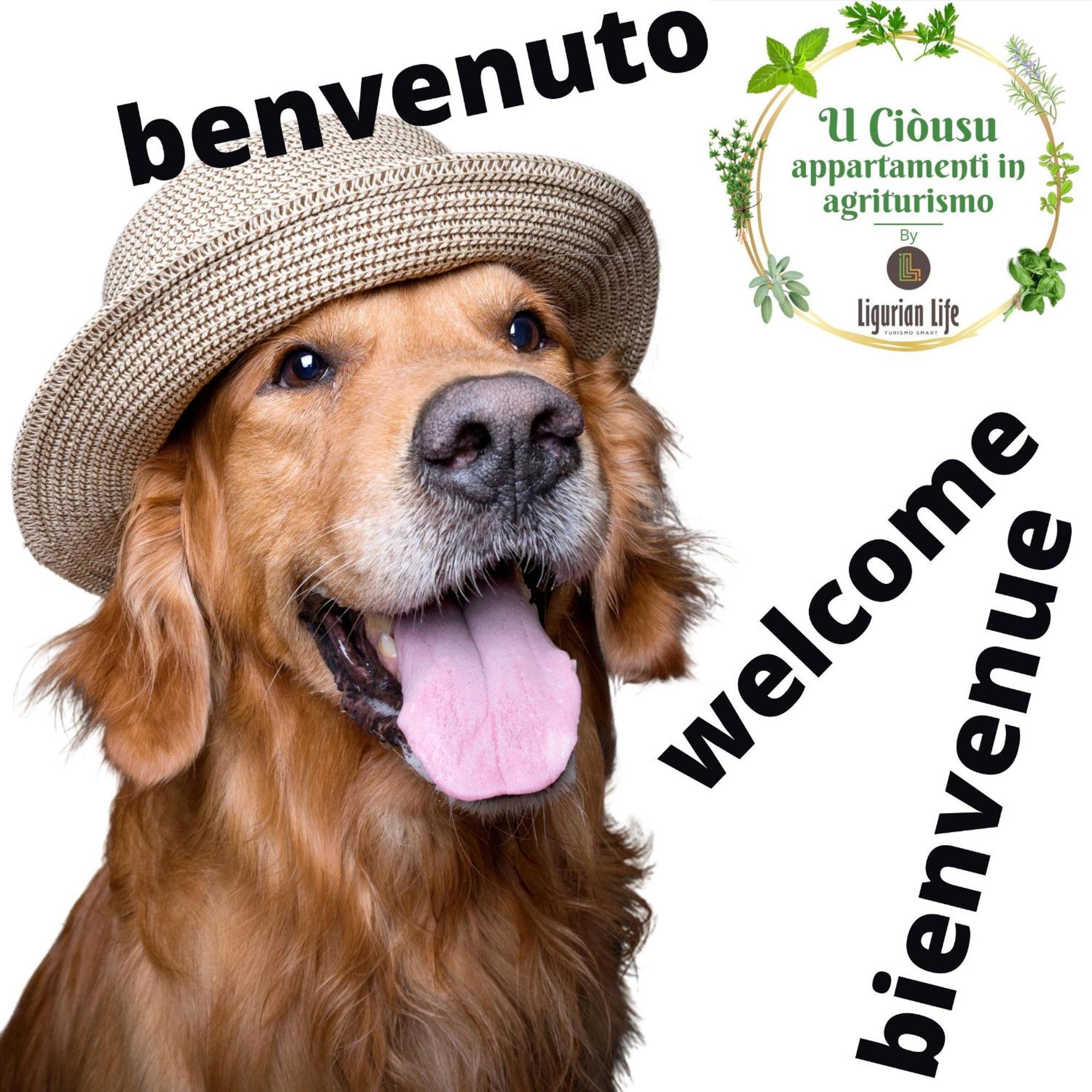 U Ciousu By Ligurian Life Appartamenti In Agriturismo Vallebona Ngoại thất bức ảnh