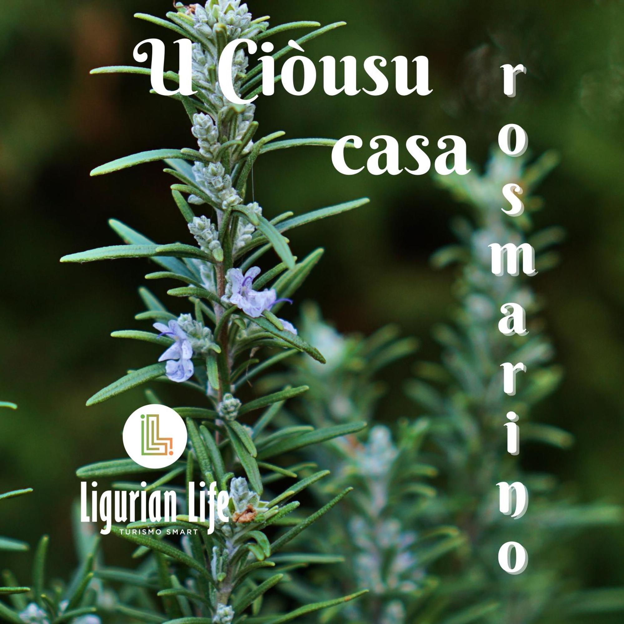 U Ciousu By Ligurian Life Appartamenti In Agriturismo Vallebona Phòng bức ảnh